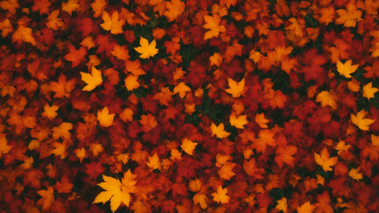 Gesund durch den Herbst mit Daily Boost-Multivitamin Complex